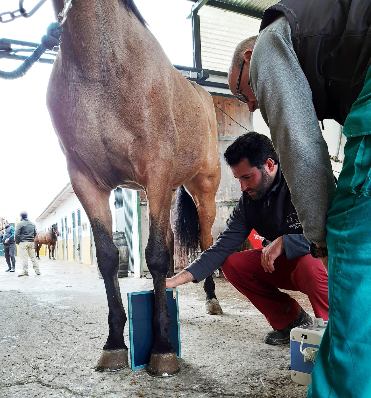 Alumnos del Curso de Veterinaria realizando radiografía a caballos